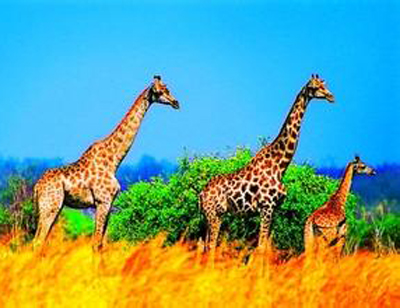 比蘭斯堡野生動(dòng)物園