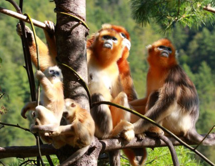 神農(nóng)架自然保護(hù)區(qū)