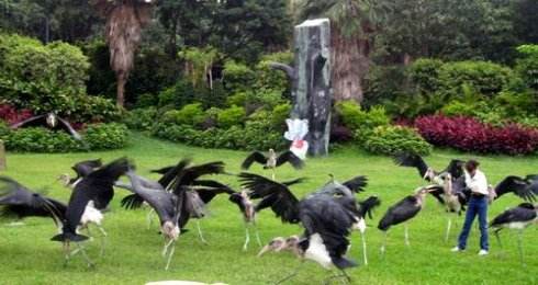 野生動(dòng)物園