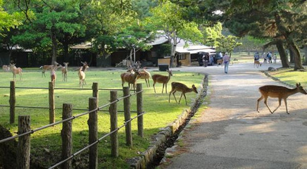神鹿公園